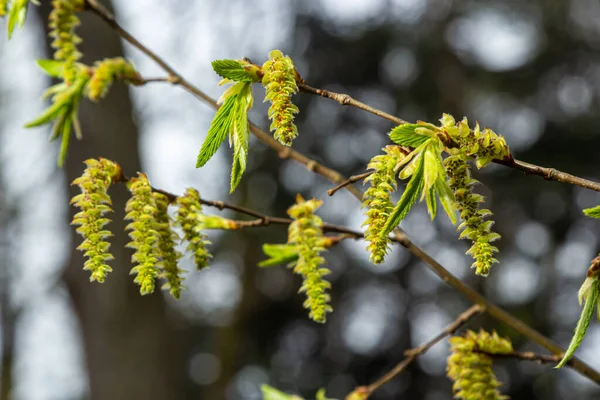 Tree Branch First Leaves Spring Carpinus Orientalis Soft Focus — Foto de Stock