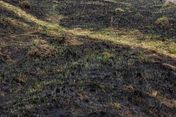 Fält Efter Eld Bränt Gräs Och Träd — Stockfoto