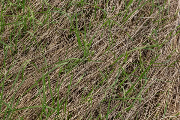 Długa Sucha Żółta Trawa Suszona Wyschniętym Bagnie Tworzy Piękną Naturalną — Zdjęcie stockowe