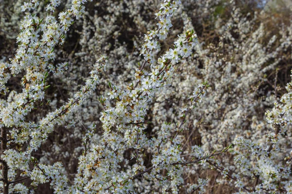 Blackthorn Prunus Spinosa Sloe Plant Shrub White Flower Bloom Blossom — Foto Stock