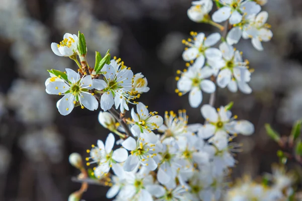 Prunus spinosa, gülgiller (Rosaceae) familyasından bir kuş türü. Prunus spinosa, blackthorn ya da sloe ağacı denir ilkbaharda açan.