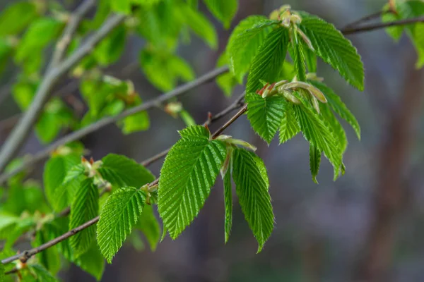 Açan Boynuz Işını Carpinus Betulus Sandıkların Dalların Arka Planında Enfloresanlar — Stok fotoğraf