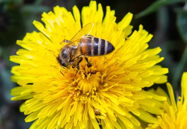 Sarı bacaklı madenci arı Andrena Flavipes 'ın sarı karahindiba çiçeği, Taraxacum officinale.