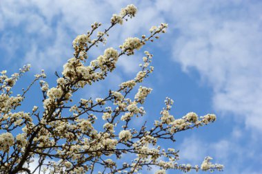 Erik Cerasifera Çiçek açan beyaz erik ağacı. Prunus Cerasifera 'nın beyaz çiçekleri.