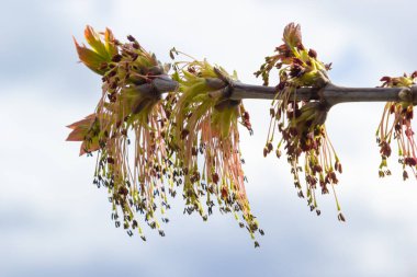 Genç Akçaağaç yaprakları, Acer olarak da bilinen, bir ağaç ve çalı cinsidir. Acer pseudoplatanus, veya Acer platanoides, Avrupa 'nın en yaygın akçaağaç türü. Yüksek kalite fotoğraf.