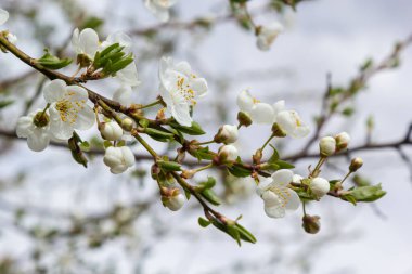 Vahşi beyaz erik çiçekleri güneşli bir bahar gününde ormanda toplanır. Tür Prunus cerasifera namı diğer kiraz eriği veya mirobalan eriği.