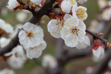Bahar bahçesinde güzel beyaz kayısı ağaçları çiçek açar. Çiçek açmış kayısı ağacı.