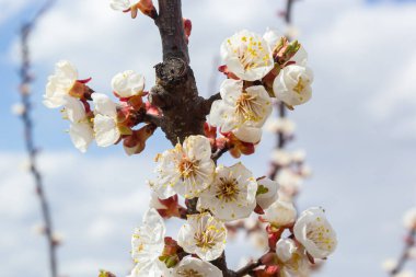 Çiçekli kayısı ağacı. Yumuşak odaklı kayısı ağacı çiçekleri. Ağaç dalında bahar beyaz çiçekleri. Çiçek açmış kayısı ağacı.