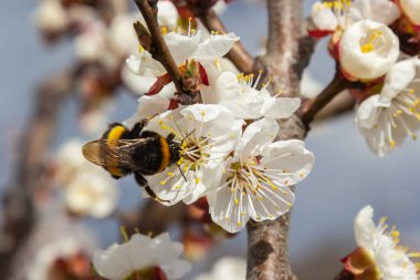 Beyaz kayısı çiçeklerinden polen toplayan sevimli küçük yaban arısı..