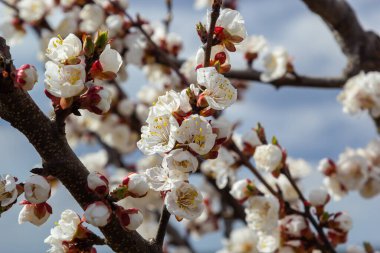 Çiçekli kayısı ağacı. Yumuşak odaklı kayısı ağacı çiçekleri. Ağaç dalında bahar beyaz çiçekleri. Çiçek açmış kayısı ağacı.