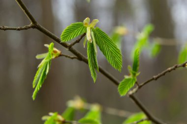 Baharda ilk yaprakları olan bir ağaç dalı. Carpinus orientalis. Yumuşak odak.