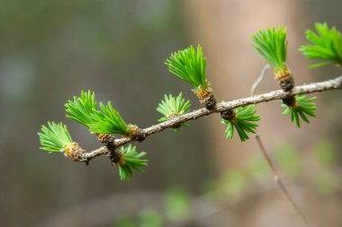 Güneşli bir bahar gününde çiçek açan bir tarlanın genç bir dalı..