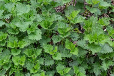 Isırgan otu çalıları. Isırgan yaprakları. Üst Manzara. Botanik desen. Yeşillik yaygın ısırgan otu.
