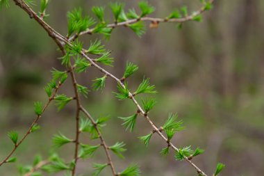 Güneşli bir bahar gününde çiçek açan bir tarlanın genç bir dalı..