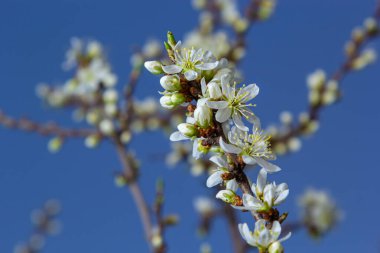 Prunus spinosa, gülgiller (Rosaceae) familyasından bir kuş türü. Prunus spinosa, blackthorn ya da sloe ağacı denir ilkbaharda açan.