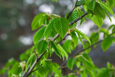 Baharda ilk yaprakları olan bir ağaç dalı. Carpinus orientalis. Yumuşak odak.