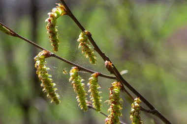Örümcek ağında küçük bir örümcek, boynuz direğinde bir çiçekle. İlkbahar, doğal ortamda