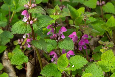 Benekli, ölü lamium maculatum pembe çiçekleri. Lamium maculatum çiçekleri yakın çekim.