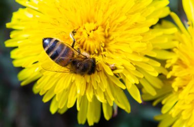 Çayırdaki sarı karahindiba çiçekli küçük beyaz tüylü yabani arıya yaklaş..