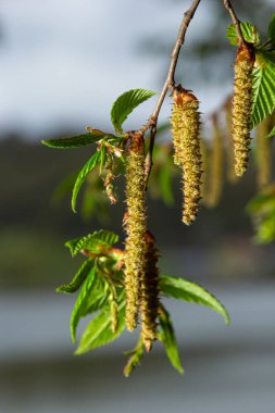 Baharda ilk yaprakları olan bir ağaç dalı. Carpinus orientalis. Yumuşak odak.