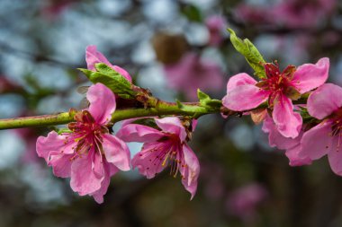 Mavi Gökyüzü Arkaplanındaki Şeftali Ağacında açan Pembe Şeftali Çiçekleri, seçici odak.