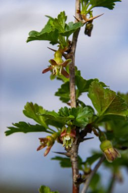 Çiçekler bektaşi üzümü bahçedeki çalıların üzerinde çiçek açıyor, doğa arka planında..