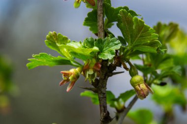 Çiçekler bektaşi üzümü bahçedeki çalıların üzerinde çiçek açıyor, doğa arka planında..