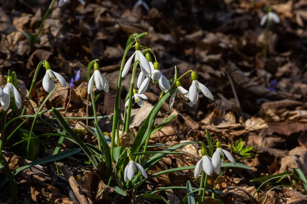 Beyaz kardelen çiçeği, yaklaş. Galanthus çiçekleri, baharın başlarında, yeşil arka planda güneş tarafından aydınlatılan bulanık bir çiçek. Amaryllidaceae familyasındaki Galanthus nivalis ampul, daimi bitkisi..
