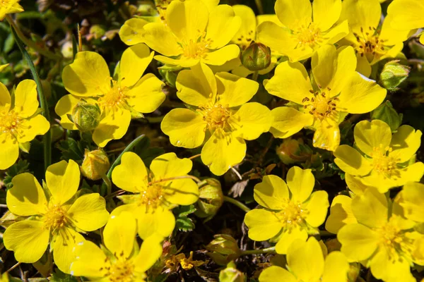 Tiny Flowers Potentilla Arenaria Xerotherm Meadow Wild Yellow Flowers Growing — Stock Photo, Image
