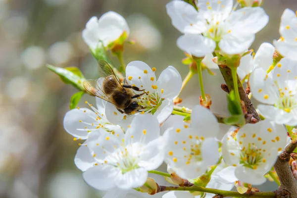 Kafkas eriği çiçekli bal arısı. Prunus cerasifera var.divaricata.