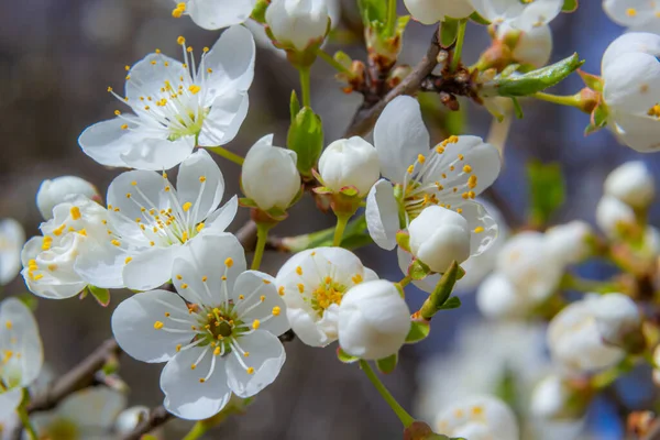 Prunus divaricata, Bahar çiçekleri, Prunus Divaricata, Bahar Sakaru mevsiminde açan beyaz çiçekler. Makro yakın çekim.