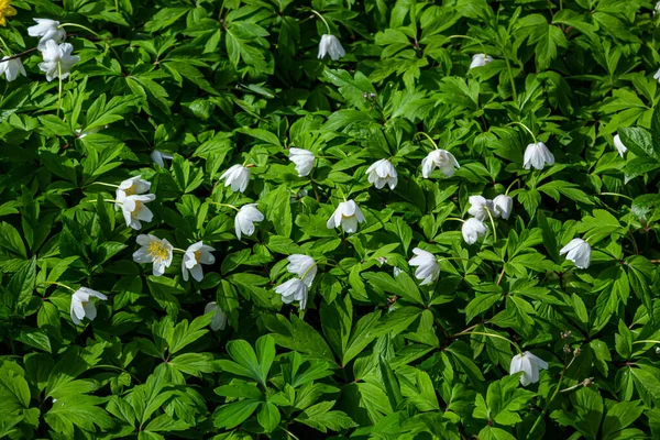 Białe Kwiaty Zamazanym Tłem Drzew Błękitnym Niebem Lesie Dębowym Kwitnie — Zdjęcie stockowe