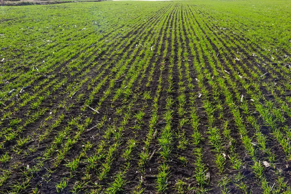 Toprakta yetişen küçük buğday fideleri. Tarım ve tarım teması. Organik gıda sahada üretiliyor. Doğal arkaplan.