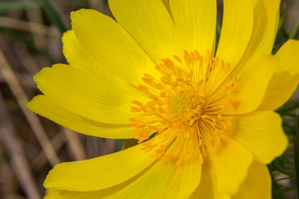 stock image Adonis vernalis is a perennial flowering plant in sping garden. Adonis vernalis is a medicinal plant. Yellow Adonis flowers in natural background.