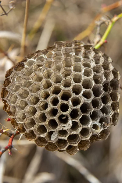 Abandoned Paper Wasp Nest Dry Grass Meadows — Stock Photo, Image