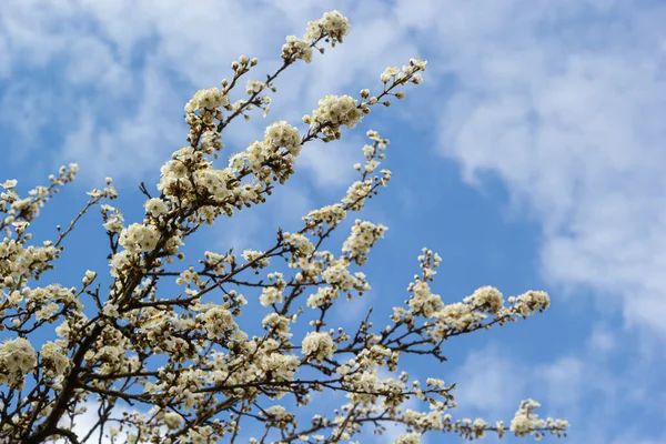 Erik Cerasifera Çiçek açan beyaz erik ağacı. Prunus Cerasifera 'nın beyaz çiçekleri.