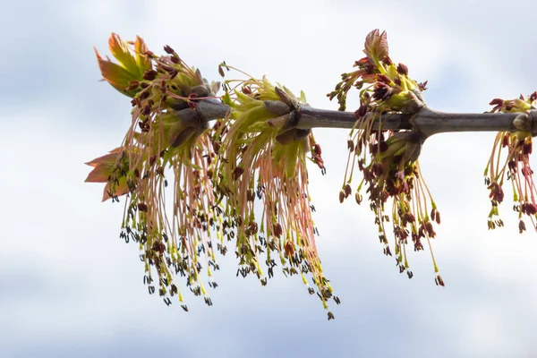 Genç Akçaağaç yaprakları, Acer olarak da bilinen, bir ağaç ve çalı cinsidir. Acer pseudoplatanus, veya Acer platanoides, Avrupa 'nın en yaygın akçaağaç türü. Yüksek kalite fotoğraf.