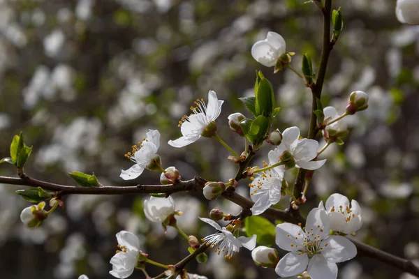 Vahşi beyaz erik çiçekleri güneşli bir bahar gününde ormanda toplanır. Tür Prunus cerasifera namı diğer kiraz eriği veya mirobalan eriği.