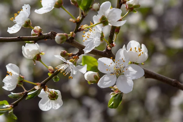 Erik Cerasifera Çiçek açan beyaz erik ağacı. Prunus Cerasifera 'nın beyaz çiçekleri.