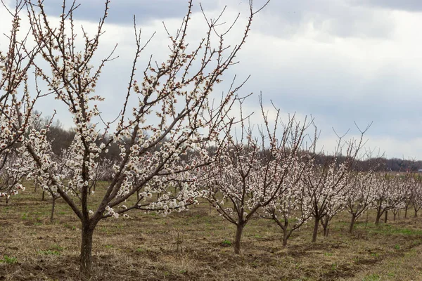 Pembe çiçekli bahar sahnesi. Baharın güneşli bir gününde çiçek açan kayısı ağacıyla güzel bir doğa sahnesi. Bahar çiçekleri. Güzel meyve bahçesi.