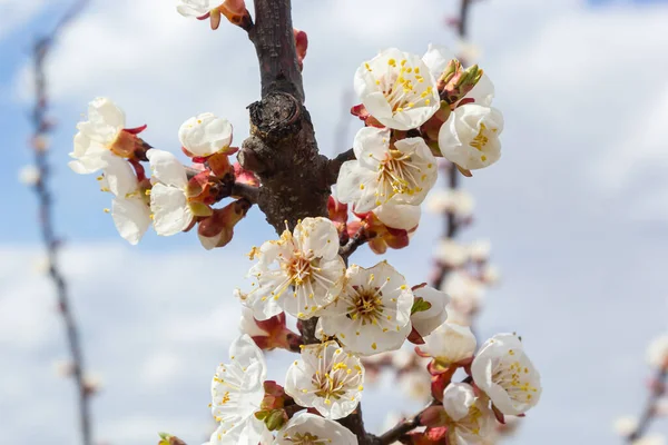 Çiçekli kayısı ağacı. Yumuşak odaklı kayısı ağacı çiçekleri. Ağaç dalında bahar beyaz çiçekleri. Çiçek açmış kayısı ağacı.