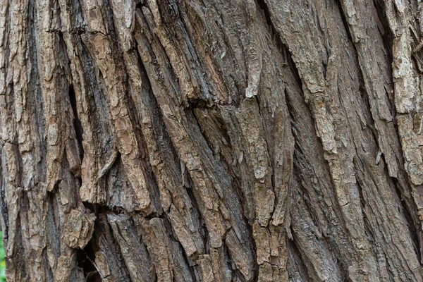 Close Old Bark Texture Pattern Forest Vintage Background — Foto Stock