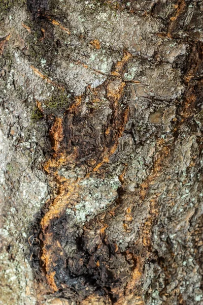 빈티지 배경의 나무껍질의 패턴을 가까이 — 스톡 사진