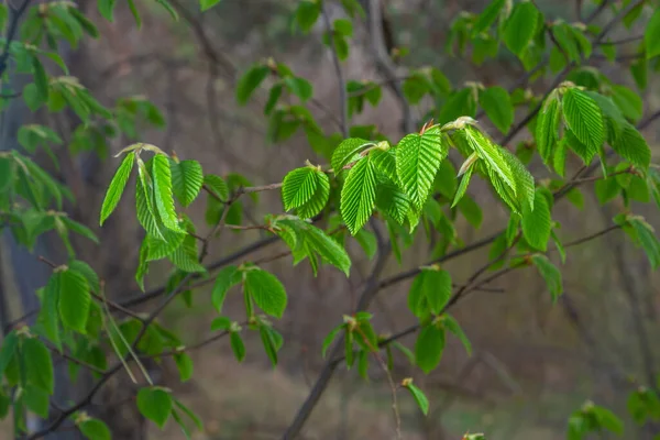 Baharda ilk yaprakları olan bir ağaç dalı. Carpinus orientalis. Yumuşak odak.