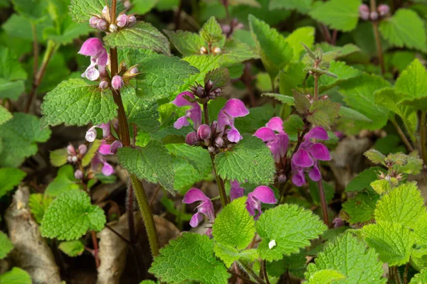 Benekli, ölü lamium maculatum pembe çiçekleri. Lamium maculatum çiçekleri yakın çekim.