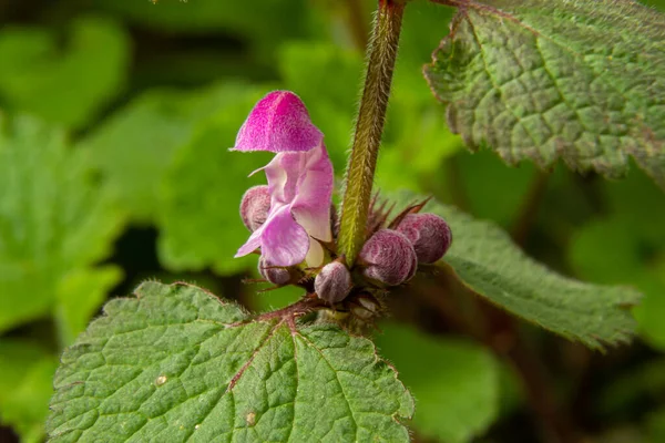 Blooming Lamium Maculatum Roseum Spotted Henbit Spotted Dead Nettle Purple —  Fotos de Stock