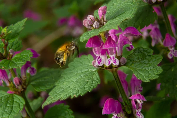 Kabarık yaban arısı yakından. Lamium maculatum çiçekleri yaban arısı dölleyen bir arka plan.