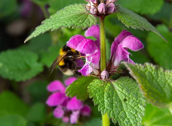 Kabarık yaban arısı yakından. Lamium maculatum çiçekleri yaban arısı dölleyen bir arka plan.