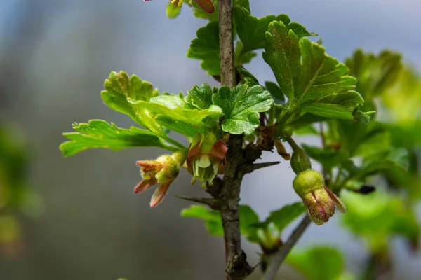 Çiçekler bektaşi üzümü bahçedeki çalıların üzerinde çiçek açıyor, doğa arka planında..