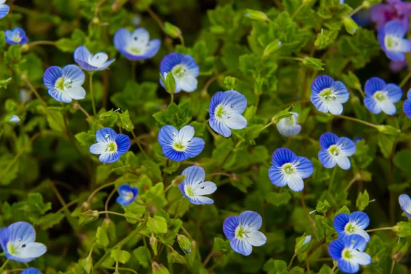 Bireye Speedwell 'in makro fotoğrafı, Veronica Persica, yumuşak doğal ışık altında..